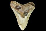 Fossil Megalodon Tooth - North Carolina #108982-1